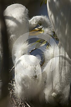 Young egrets in a nest at a rookery in Florida.