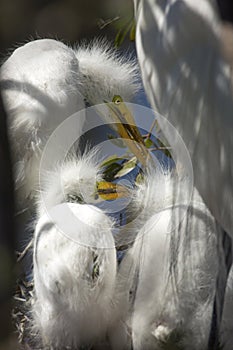 Young egrets in a nest at a rookery in Florida.