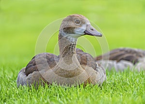 Young egyptian geese, alopochen aegyptiacus, resting, Heidelberg, Germany