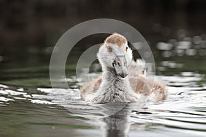 Young egyptian goose gosling out for a swim in Bushy Park, London