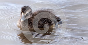 Young eider duck at seahouses, Northumberland, UK.