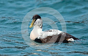 Young eider male