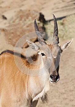 Young Eland