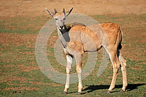 Young eland antelope calf