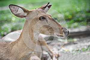 Young eld deer