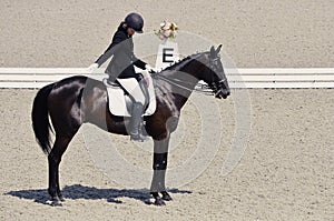 Young elegant rider woman and black horse.