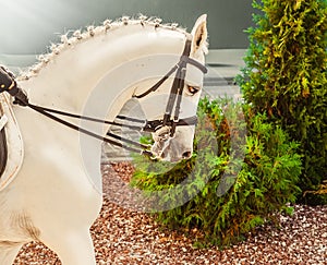 Young elegant rider woman and white horse. Advanced dressage test on equestrian competition.