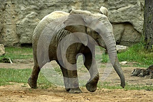 Young elephant