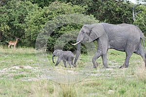 A young elephant