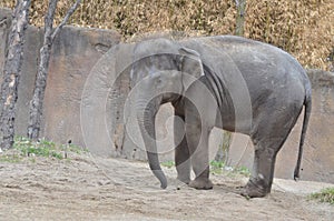 Young elephant