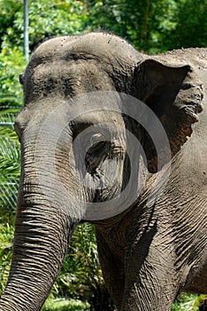 Young elephant