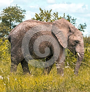 Young Elephant in Africa`s wilderness