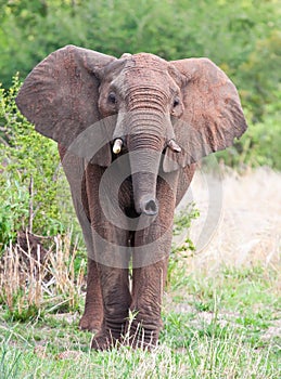 Young Elephant bull