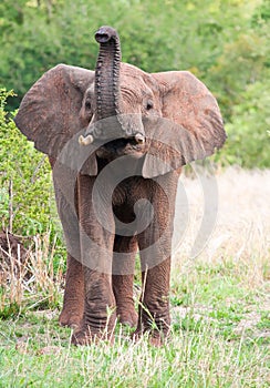 Young Elephant bull