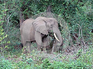 A young elephant bull