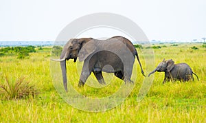 Young elephant calf following its mother in Masai Mara photo