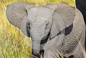 A young elephant calf in the grass in the masai mara
