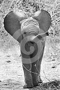 A young elephant calf in a mock charge