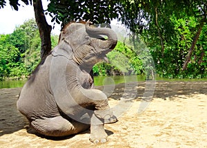 Young elephant calf playing by the river having fun