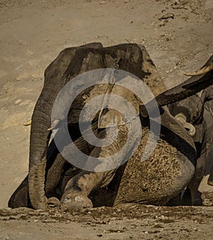 Young elephant calves playing in mud