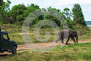 Young elephant crossing road at National Park