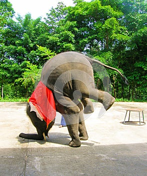 Young elephant doing tricks in Thailand