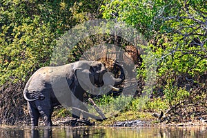 Young elephant dring water in a river