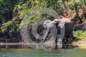 Young elephant dring water in a river