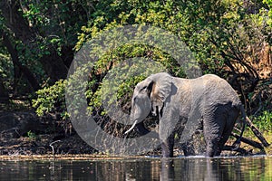 Young elephant dring water in a river