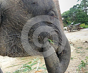 Young elephant eating