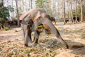 Joven un elefante 