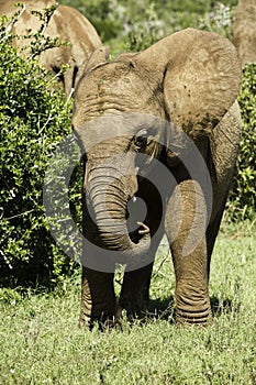 Young elephant eating