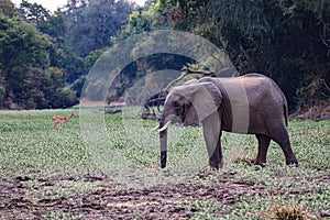 Young elephant feeding in an oxbow lagoon in lower lupande GMA south luangwa zambia