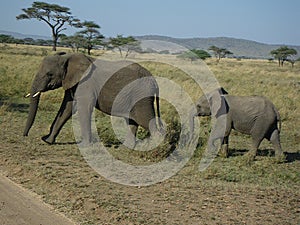 Young elephant following adult elephant through grassland in africa