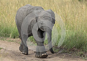 Young Elephant on Forest Trail at Masai Mara