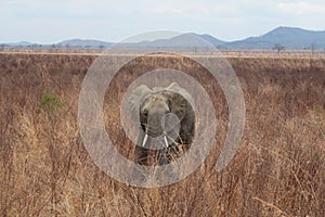 Young elephant in the grass in a Safari, Africa 2