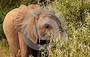 Young elephant grazing on a tree