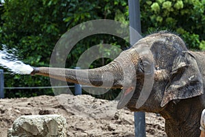 A young elephant hosing
