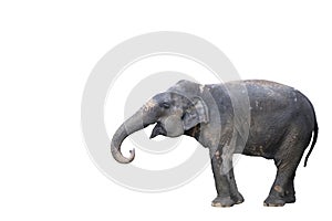 Young elephant isolated on white background with clipping path s