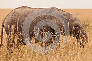 Young Elephant in Kenya