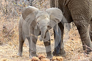 Young elephant at kruger national park