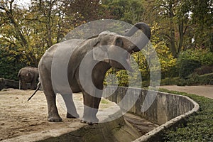 Young elephant with an open mouth and a close-up of its trunk. A roaring elephant in a zoo. An angry elephant