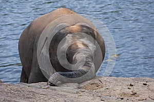 A young elephant from the Pinnawala Elephant Orphanage Pinnawela) in Sri Lanka.