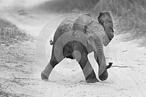 Young elephant play on road while family feed nearby in artistic