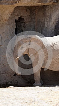 Young elephant resting in the shade