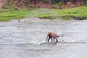 Young elephant in the river