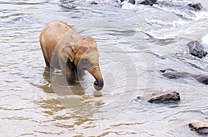 Young elephant in the river