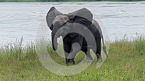 Young elephant by river
