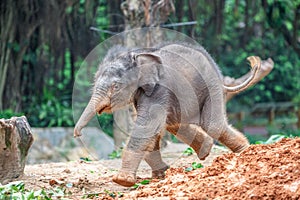 Young elephant running in the mud