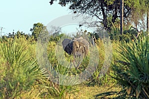 Young Elephant in the Savanna Grasses